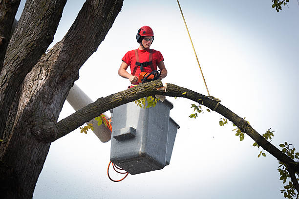 Trusted Hokes Bluff, AL Tree Services Experts