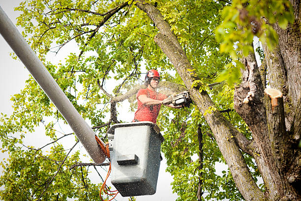 How Our Tree Care Process Works  in  Hokes Bluff, AL